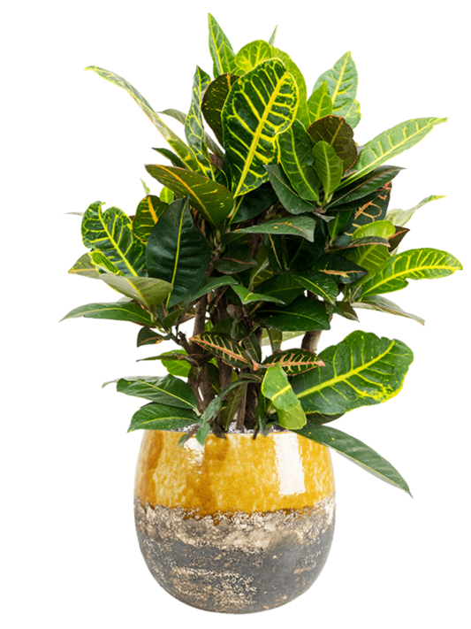 Croton (Codiaeum) variegatum 'Petra' in Lindy Office Plant With Pot 74cm Height 23cm Dia