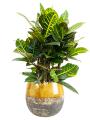 Croton (Codiaeum) variegatum 'Petra' in Lindy Office Plant With Pot 74cm Height 23cm Dia