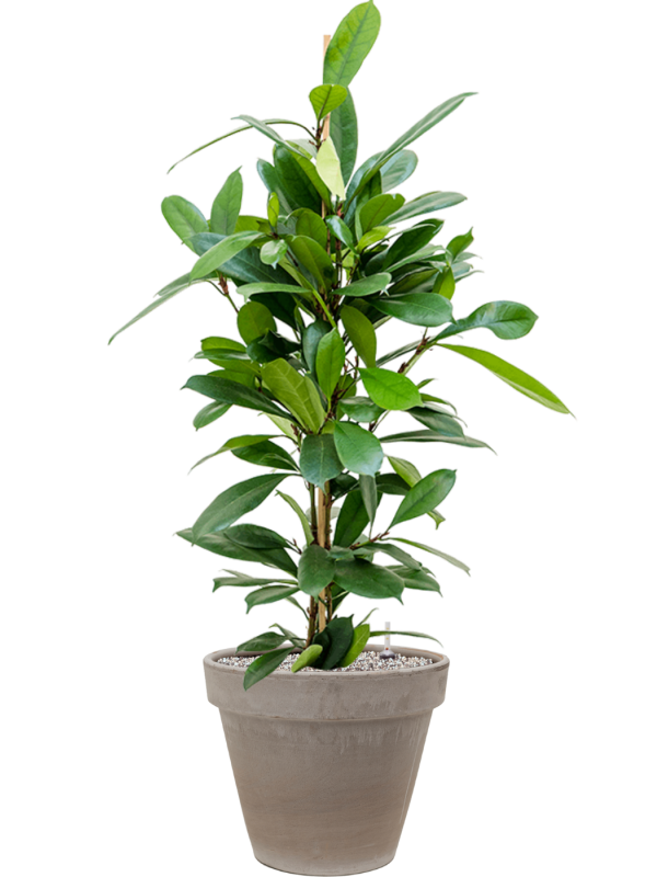 Ficus cyathistipula in Terra Cotta Office Plant With Pot 114cm Height 22cm Dia