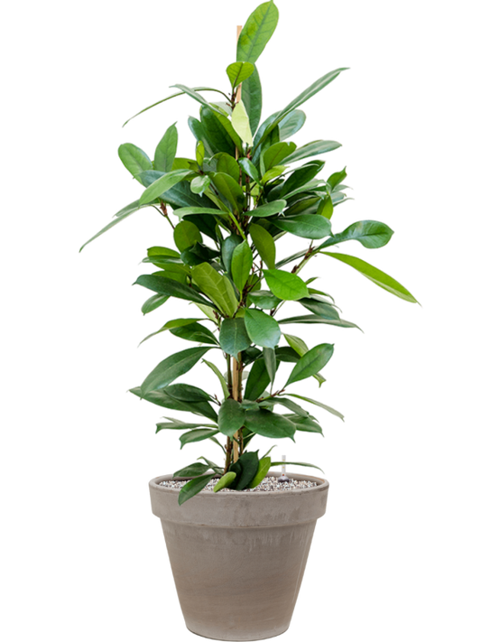 Ficus cyathistipula in Terra Cotta Office Plant With Pot 114cm Height 22cm Dia