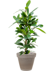 Ficus cyathistipula in Terra Cotta Office Plant With Pot 114cm Height 22cm Dia