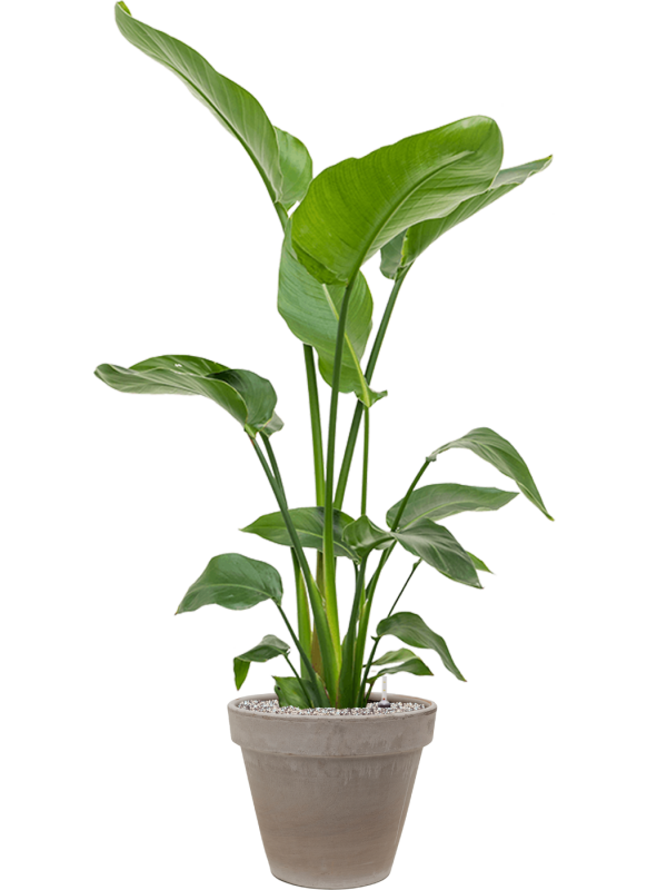 Strelitzia nicolai in Terra Cotta Office Plant With Pot 136cm Height 22cm Dia