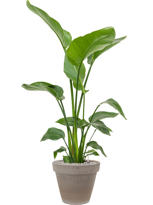 Strelitzia nicolai in Terra Cotta Office Plant With Pot 136cm Height 22cm Dia