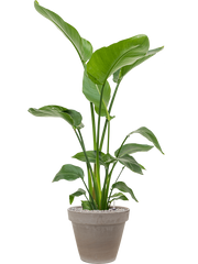 Strelitzia nicolai in Terra Cotta Office Plant With Pot 136cm Height 22cm Dia