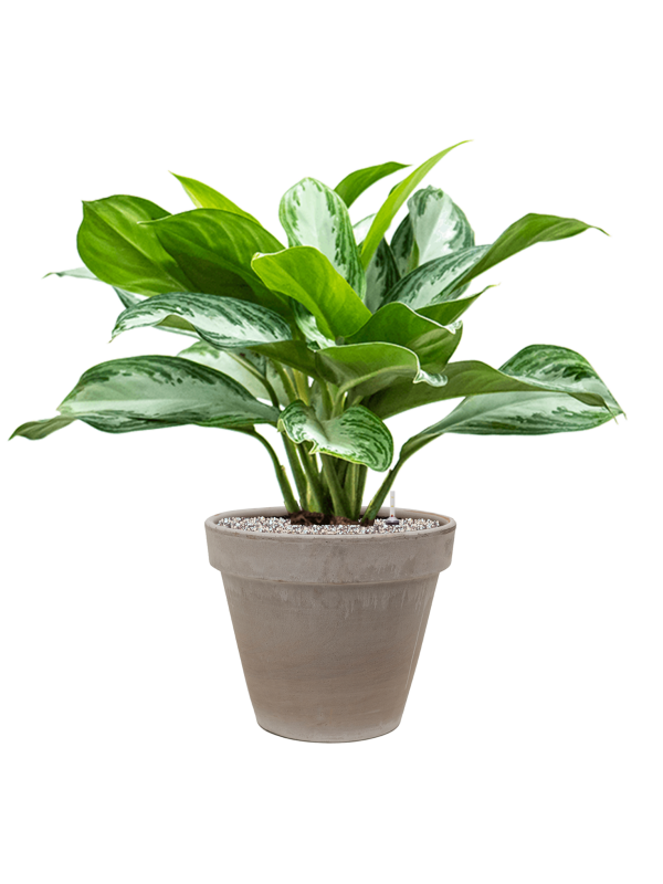 Aglaonema 'Silver Bay' in Terra Cotta Office Plant With Pot 78cm Height 22cm Dia