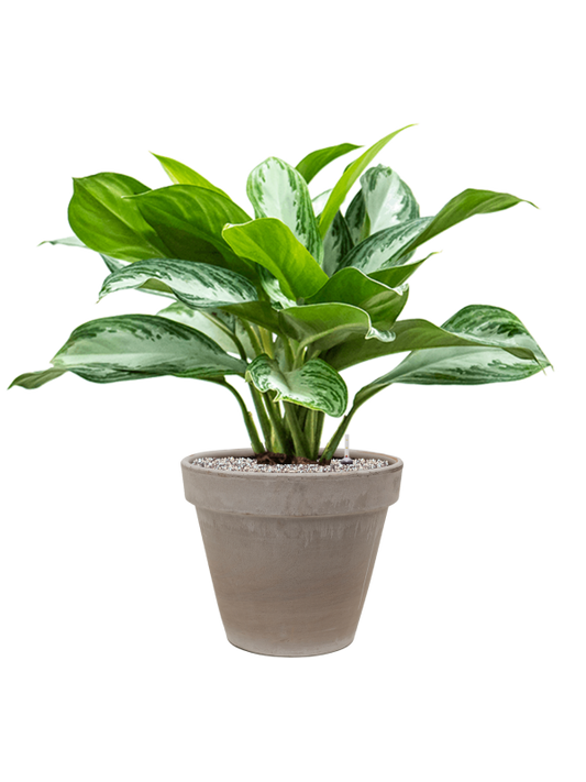 Aglaonema 'Silver Bay' in Terra Cotta Office Plant With Pot 78cm Height 22cm Dia