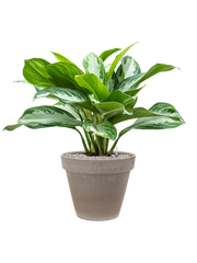 Aglaonema 'Silver Bay' in Terra Cotta Office Plant With Pot 78cm Height 22cm Dia