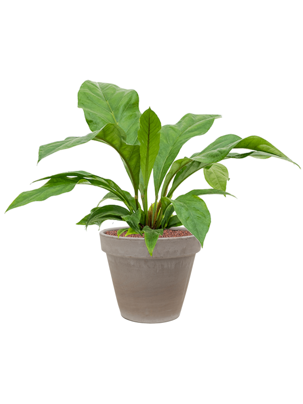 Anthurium ellipticum 'Jungle bush' in Terra Cotta Office Plant With Pot 76cm Height 22cm Dia