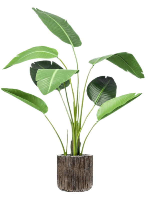 Strelitzia in Baq Luxe Lite Universe Waterfall Office Plant With Pot 150cm Height 28cm Dia