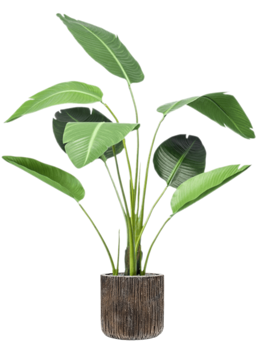 Strelitzia in Baq Luxe Lite Universe Waterfall Office Plant With Pot 150cm Height 28cm Dia