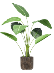 Strelitzia in Baq Luxe Lite Universe Waterfall Office Plant With Pot 150cm Height 28cm Dia