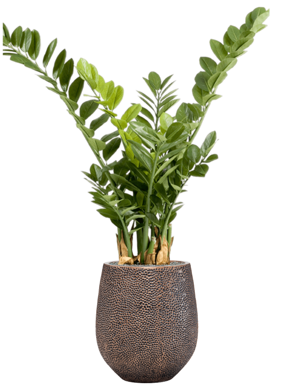 Zamioculcas in Baq Opus Hit Office Plant With Pot 128cm Height 24cm Dia