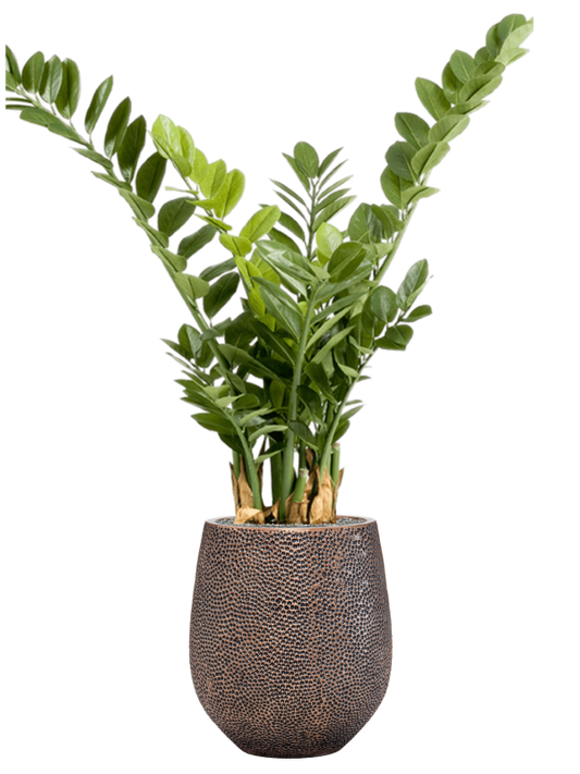 Zamioculcas in Baq Opus Hit Office Plant With Pot 128cm Height 24cm Dia