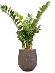 Zamioculcas in Baq Opus Hit Office Plant With Pot 128cm Height 24cm Dia