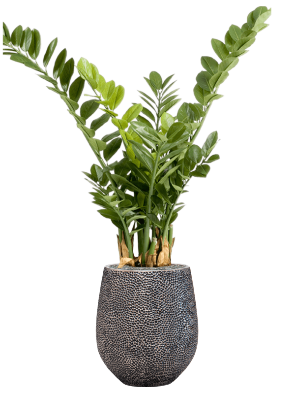 Zamioculcas in Baq Opus Hit Office Plant With Pot 128cm Height 24cm Dia