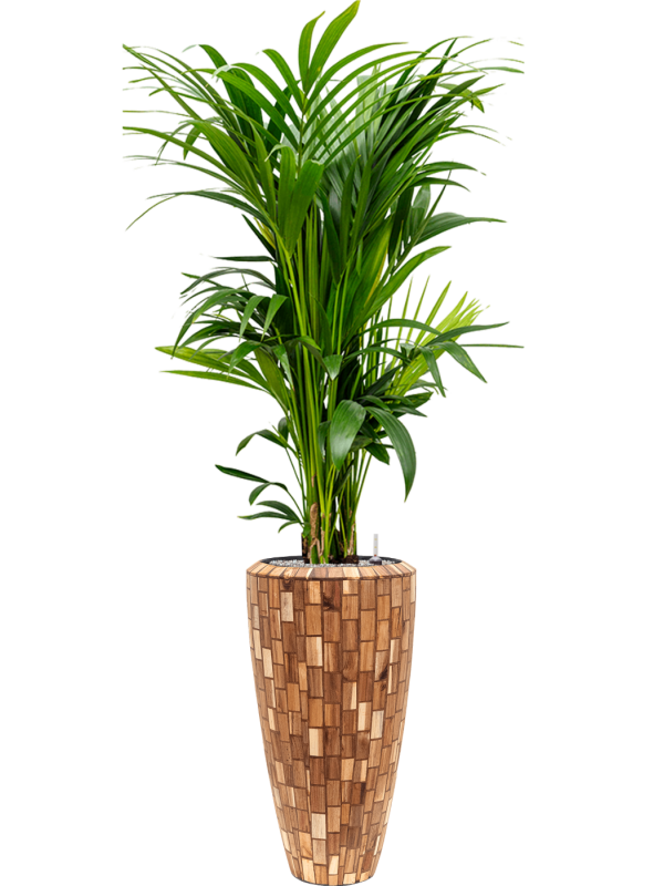 Kentia (Howea) forsteriana in Baq Facets Jenga Office Plant With Pot 189cm Height 27cm Dia