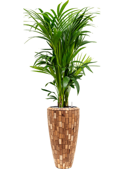 Kentia (Howea) forsteriana in Baq Facets Jenga Office Plant With Pot 189cm Height 27cm Dia