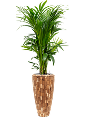 Kentia (Howea) forsteriana in Baq Facets Jenga Office Plant With Pot 189cm Height 27cm Dia