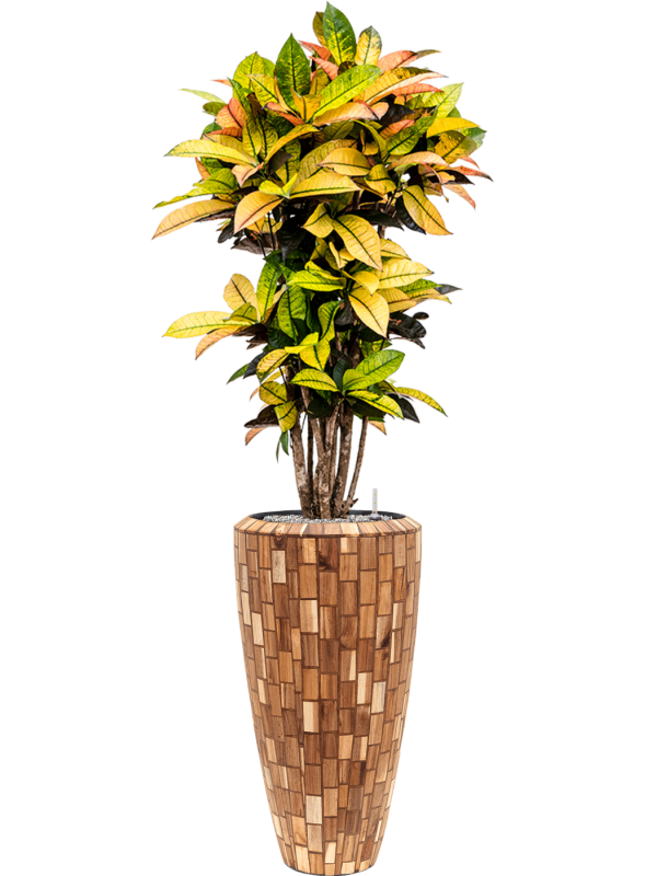 Croton variegatum 'Mrs. Iceton' in Baq Facets Jenga Office Plant With Pot 168cm Height 27cm Dia