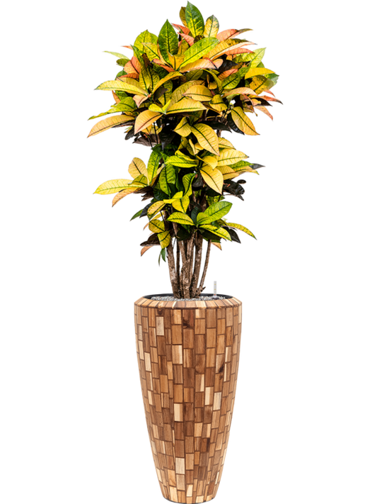 Croton variegatum 'Mrs. Iceton' in Baq Facets Jenga Office Plant With Pot 168cm Height 27cm Dia