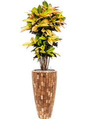 Croton variegatum 'Mrs. Iceton' in Baq Facets Jenga Office Plant With Pot 168cm Height 27cm Dia