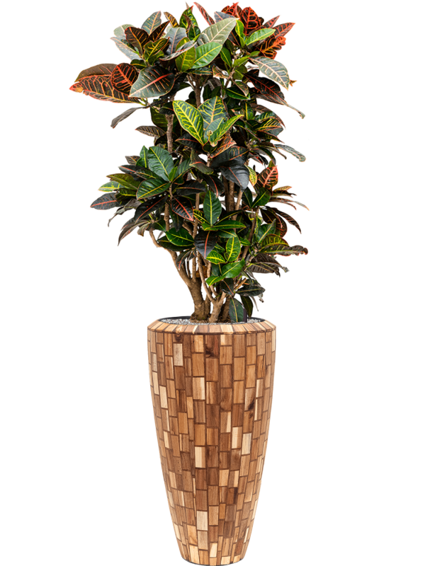 Croton (Codiaeum) variegatum 'Petra' in Baq Facets Jenga Office Plant With Pot 158cm Height 27cm Dia