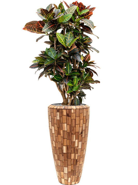 Croton (Codiaeum) variegatum 'Petra' in Baq Facets Jenga Office Plant With Pot 158cm Height 27cm Dia