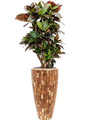 Croton (Codiaeum) variegatum 'Petra' in Baq Facets Jenga Office Plant With Pot 158cm Height 27cm Dia