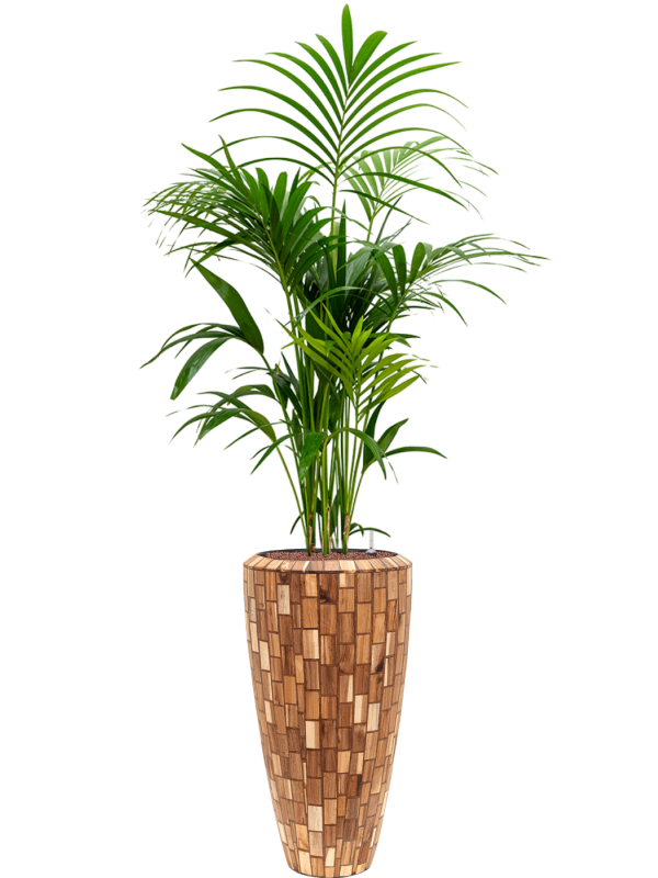 Kentia (Howea) forsteriana in Baq Facets Jenga Office Plant With Pot 186cm Height 27cm Dia