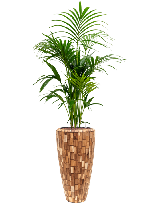 Kentia (Howea) forsteriana in Baq Facets Jenga Office Plant With Pot 186cm Height 27cm Dia