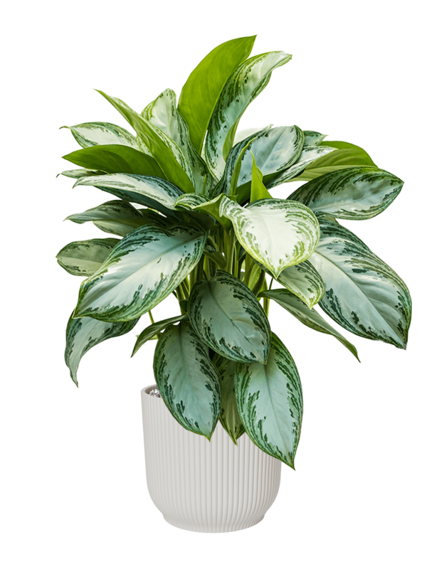 Aglaonema 'Silver Bay' in Vibes Fold Office Plant With Pot 74cm Height 24cm Dia