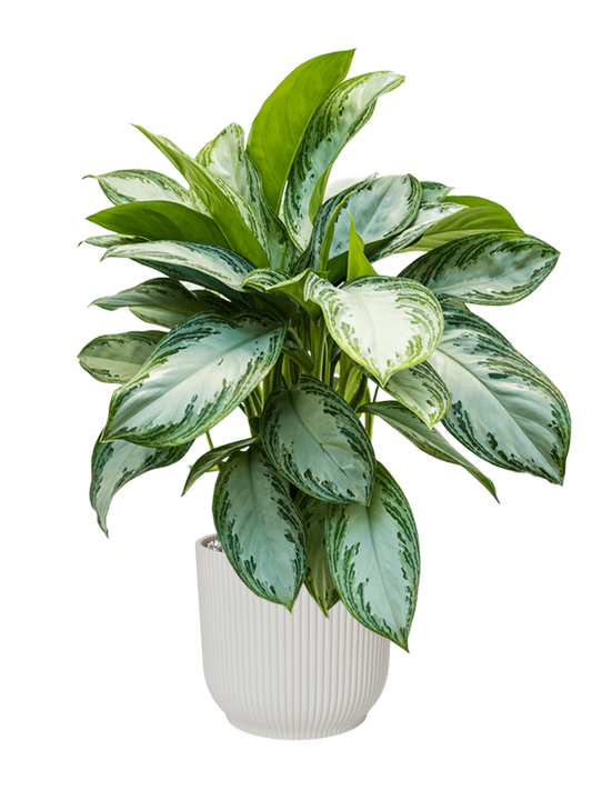 Aglaonema 'Silver Bay' in Vibes Fold Office Plant With Pot 74cm Height 24cm Dia