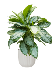 Aglaonema 'Silver Bay' in Vibes Fold Office Plant With Pot 74cm Height 24cm Dia