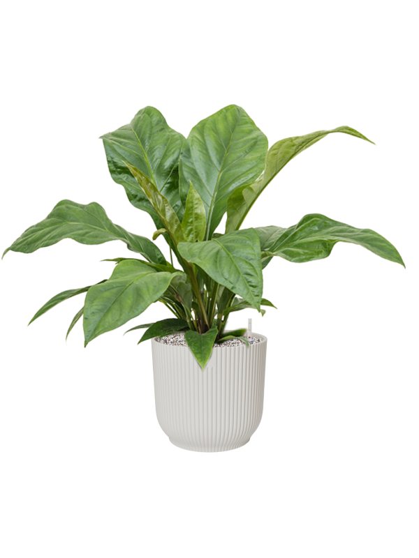 Anthurium ellipticum 'Jungle Bush' in Vibes Fold Office Plant With Pot 65cm Height 24cm Dia