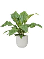 Anthurium ellipticum 'Jungle Bush' in Vibes Fold Office Plant With Pot 65cm Height 24cm Dia