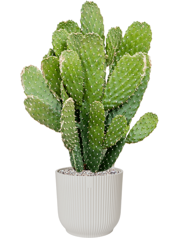 Opuntia consolea in Vibes Fold Office Plant With Pot 75cm Height 24cm Dia