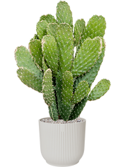 Opuntia consolea in Vibes Fold Office Plant With Pot 75cm Height 24cm Dia