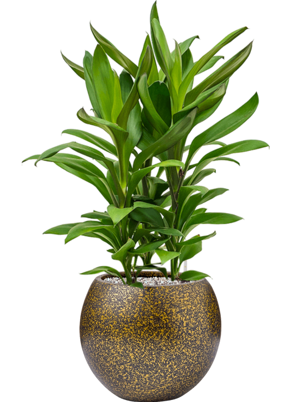 Cordyline fruticosa' Glauca' in Capi Lux Terrazzo Office Plant With Pot 76cm Height 23cm Dia