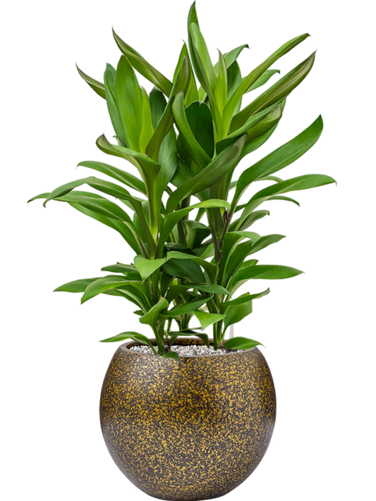 Cordyline fruticosa' Glauca' in Capi Lux Terrazzo Office Plant With Pot 76cm Height 23cm Dia