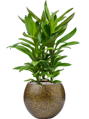 Cordyline fruticosa' Glauca' in Capi Lux Terrazzo Office Plant With Pot 76cm Height 23cm Dia