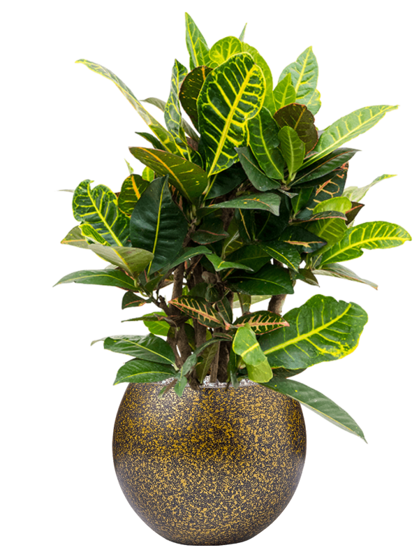 Croton (Codiaeum) variegatum 'Petra' in Capi Lux Terrazzo Office Plant With Pot 74cm Height 23cm Dia