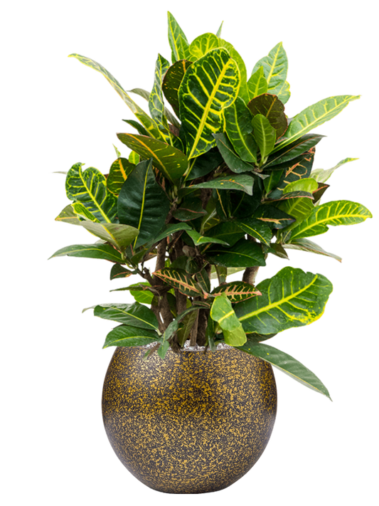 Croton (Codiaeum) variegatum 'Petra' in Capi Lux Terrazzo Office Plant With Pot 74cm Height 23cm Dia