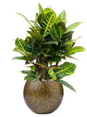 Croton (Codiaeum) variegatum 'Petra' in Capi Lux Terrazzo Office Plant With Pot 74cm Height 23cm Dia