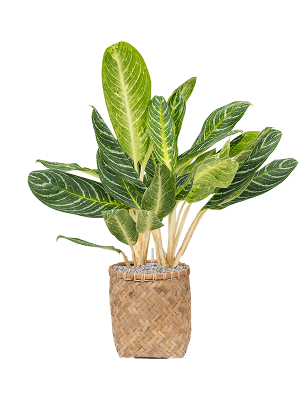 Aglaonema 'Key Lime' in Bohemian Office Plant With Pot 105cm Height 30cm Dia