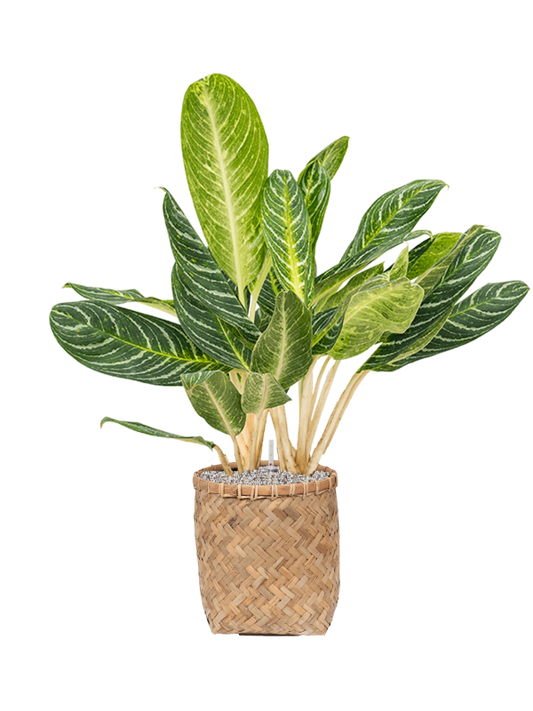 Aglaonema 'Key Lime' in Bohemian Office Plant With Pot 105cm Height 30cm Dia