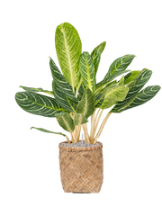 Aglaonema 'Key Lime' in Bohemian Office Plant With Pot 105cm Height 30cm Dia