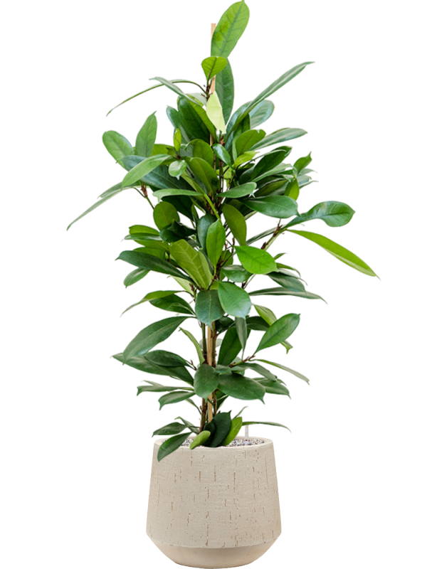 Ficus cyathistipula in Baq Raindrop Office Plant With Pot 111cm Height 22cm Dia