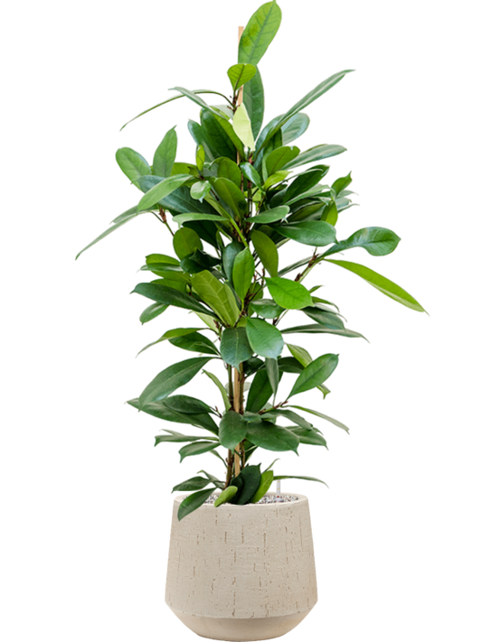 Ficus cyathistipula in Baq Raindrop Office Plant With Pot 111cm Height 22cm Dia