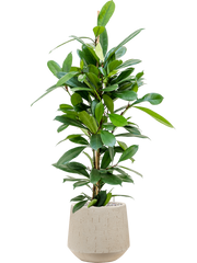 Ficus cyathistipula in Baq Raindrop Office Plant With Pot 111cm Height 22cm Dia