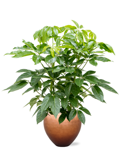 Schefflera actinophylla 'Amate' in Baq Metallic Silver leaf Office Plant With Pot 156cm Height 33cm Dia